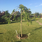 Галерея проектов: КП Сосновка Парк Липа на штамбе повислая на участке Южный