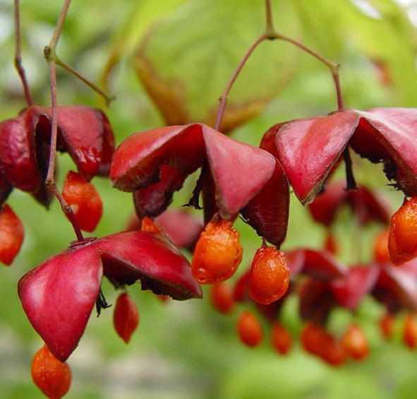 Бересклет европейский