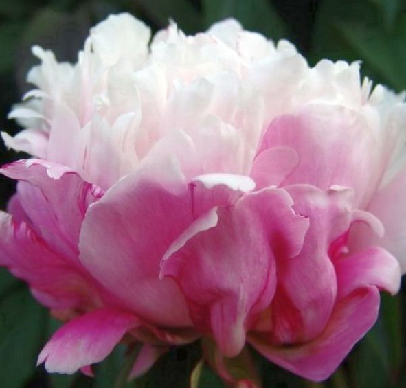 Пион Пичес энд Крим (Peaches and Cream)