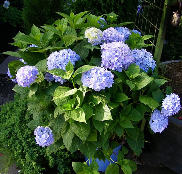 Гортензия крупнолистная 'Эндлесс Саммер блю'