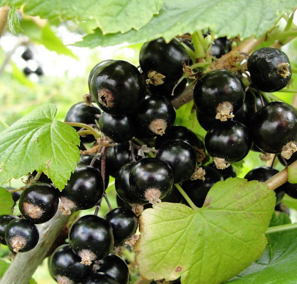 Смородина черная 'Селеченская'