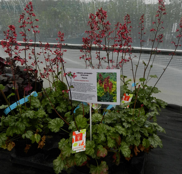 Гейхера кроваво-красная