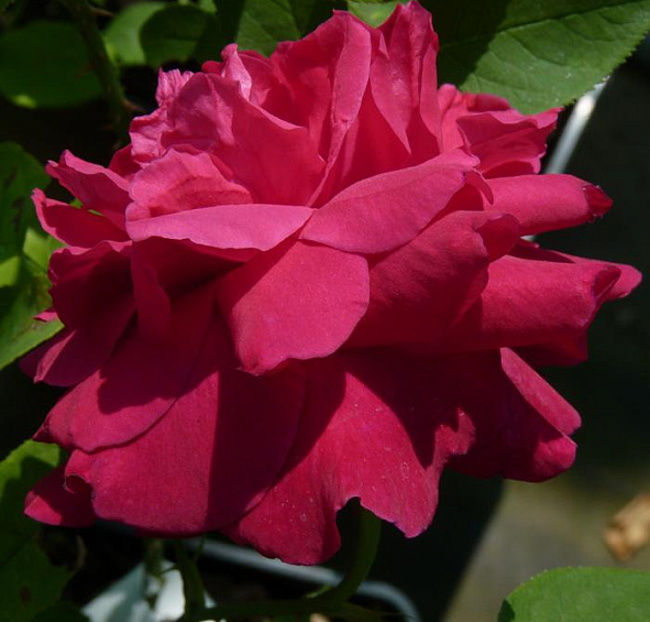 Эл Ди Брэйтуэйт (L. D. Braithwaite)