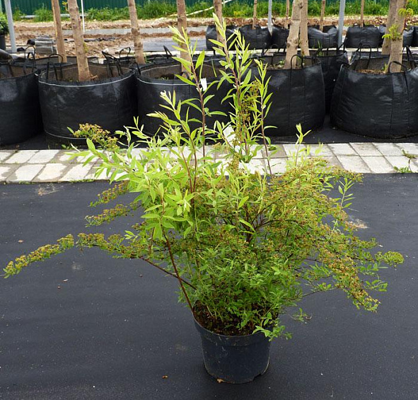 Спирея серая (пепельная) 'Грефшейм'