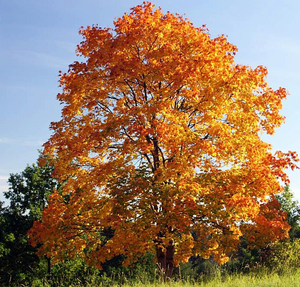 Клен остролистный