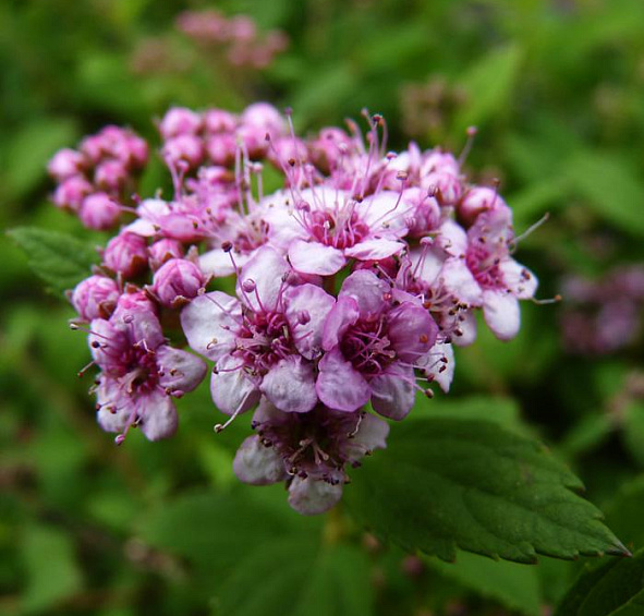 Спирея японская 'Литл Принцесс'