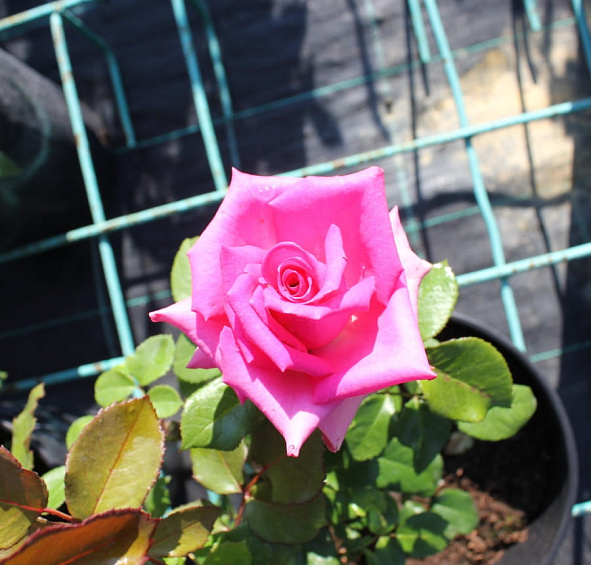 Роза 'Топаз' (чайно-гибридная) (розовая)