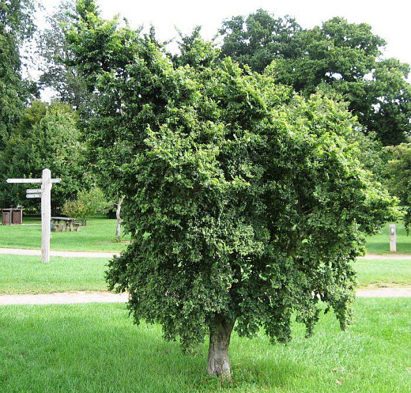 Вяз малый 'Жаклин Хиллер'