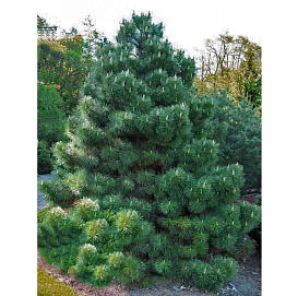 Сосна черная (крымская) (Палласа)