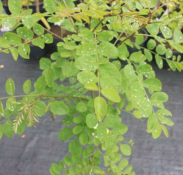 Робиния псевдоакация