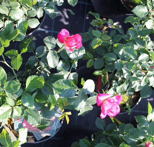 Роза 'Корфу' (чайно-гибридная) (желто - малиновая)