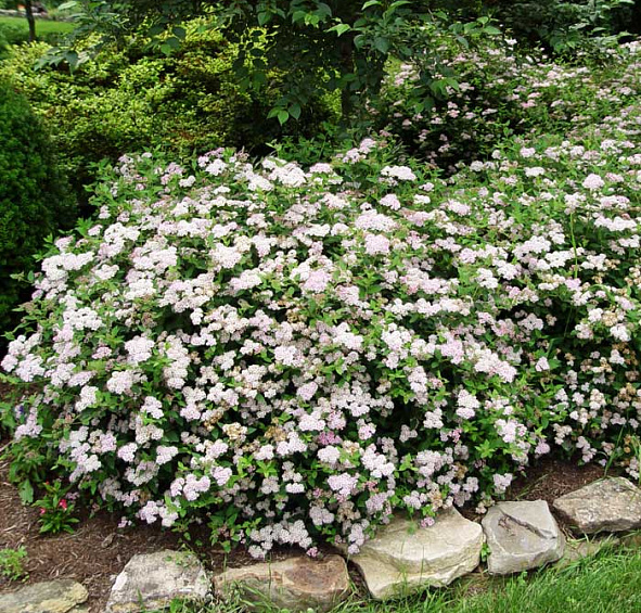 Спирея японская 'Литл Принцесс'