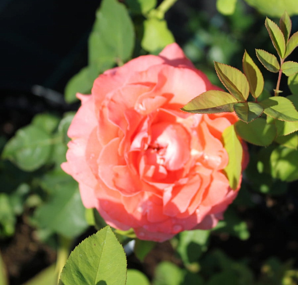 Роза 'Мари Клер' (плетистая) (оранжево - розовая)