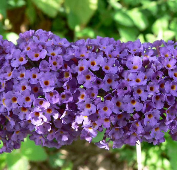 Буддлея Давида 'Нано Блу'