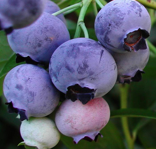 Голубика высокорослая 'Голдтрауб 71'