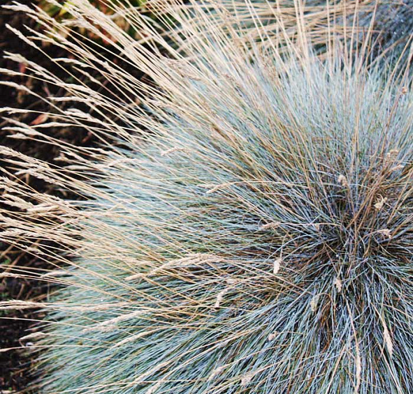 Овсяница сизая Варна