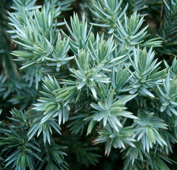 Можжевельник чешуйчатый 'Блу Стар'