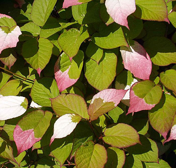 Актинидия Коломикта