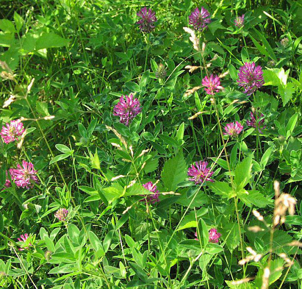 Газонные семена Клевер красный Лукрум 0,5кг