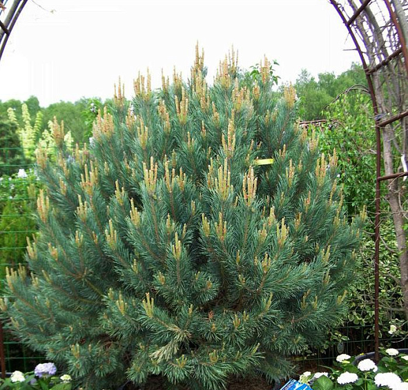 Сосна горная