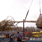 Фотоальбом Посадка крупномеров на берегу Клязьминского водохранилища с баржи. Ива желтокорая. Фотография 3