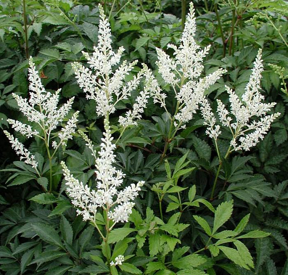 Астильба японская 'Дойчланд' (белая)