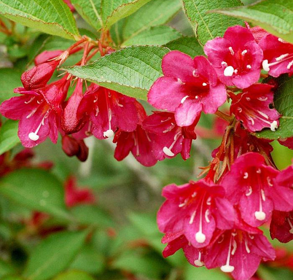 Вейгела гибридная Ева Ратке (Eva Rathke)