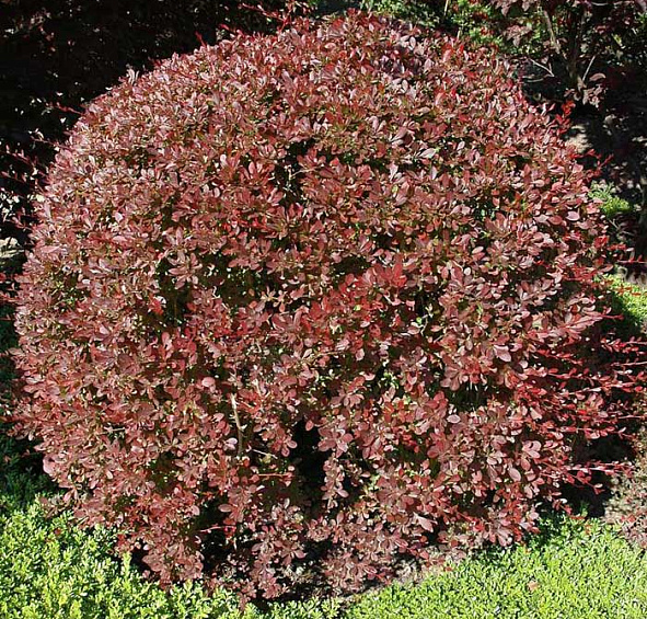 Барбарис Тунберга 'Пинк Аттрактион'