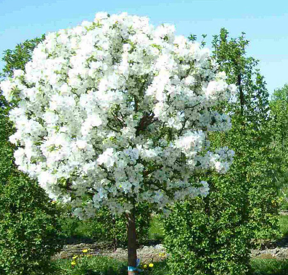 Яблоня декоративная 'Эверест'