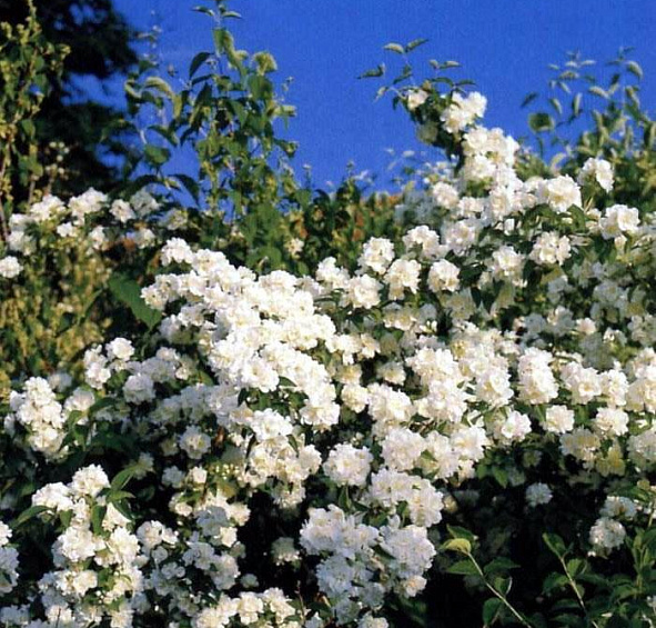 Чубушник 'Вирджиналь'