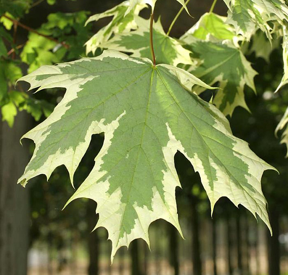 Клен остролистный 'Друммонди'