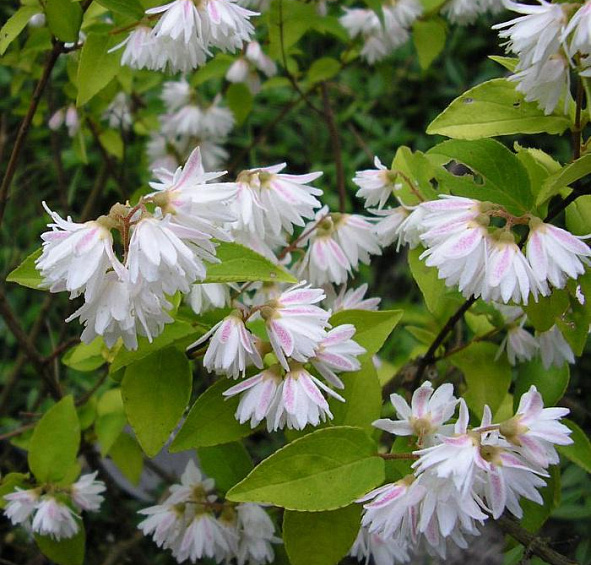 Дейция шершавая