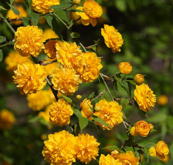 Керрия японская