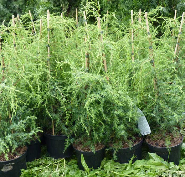 Можжевельник обыкновенный Суецика (Suecica)
