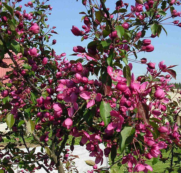 Яблоня декоративная 'Макамик'