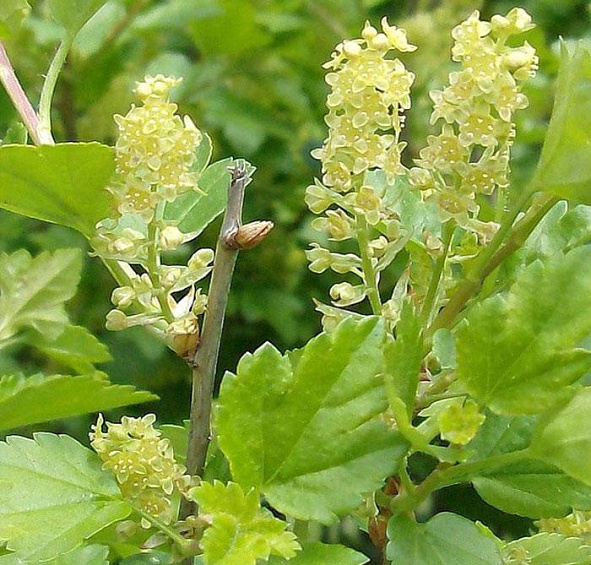 Смородина альпийская