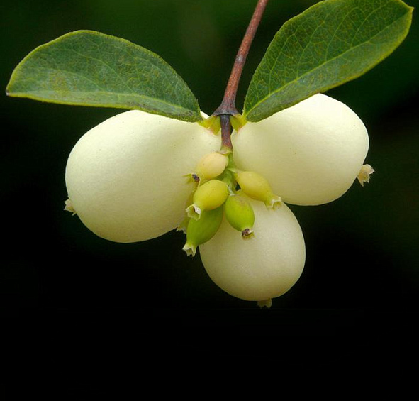 Снежноягодник белый слабоблестящий