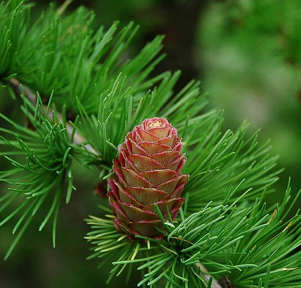 Лиственница европейская Литтл Богл (Little Bogle)