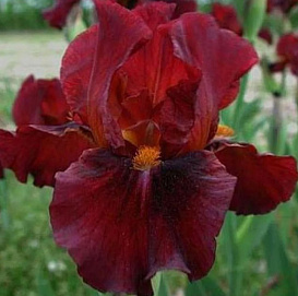 Ирис карликовый (бордовый)
