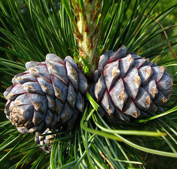 Сосна кедровая сибирская