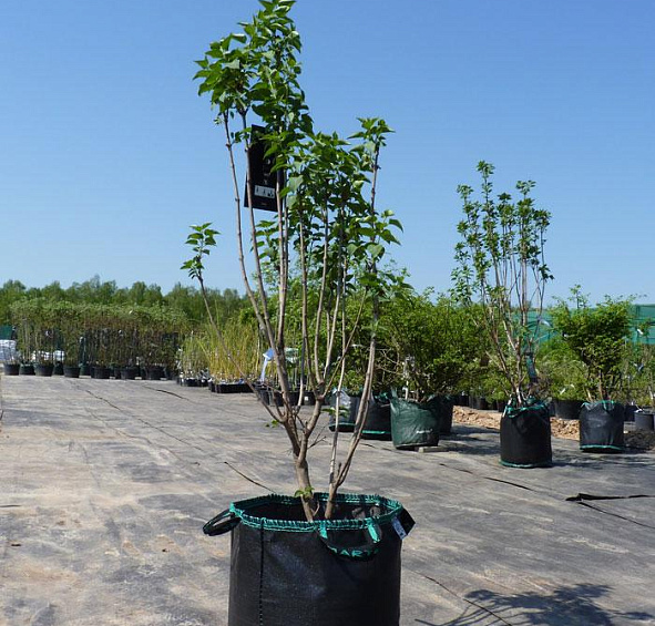 Сирень обыкновенная 'Людвиг Шпет' (фиолетово - розовая)