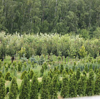 Фотоальбом Садовый центр Южный, 2012 г. Садовый центр Южный, 2012 г.