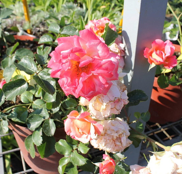 Роза 'Кубана' (шраб, флорибунда) (персиково - розовая)