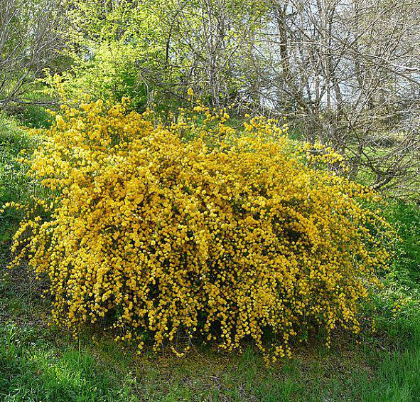 Керрия японская