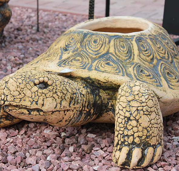 Черепаха большая открытая