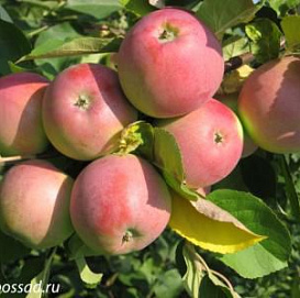 Яблоня домашняя 'Вишневое'