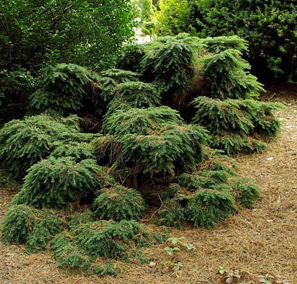 Тсуга канадская 'Нана'