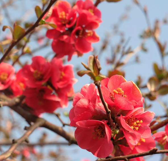 Айва японская 'Сарженти'