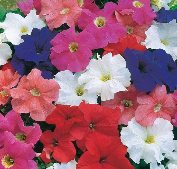 Петуния (сурфиния) гибридная 'Дримс' (смесь)