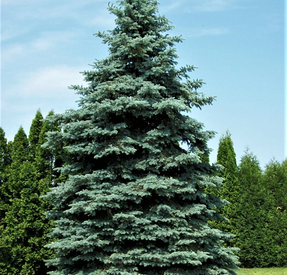 Ель колючая Голубая